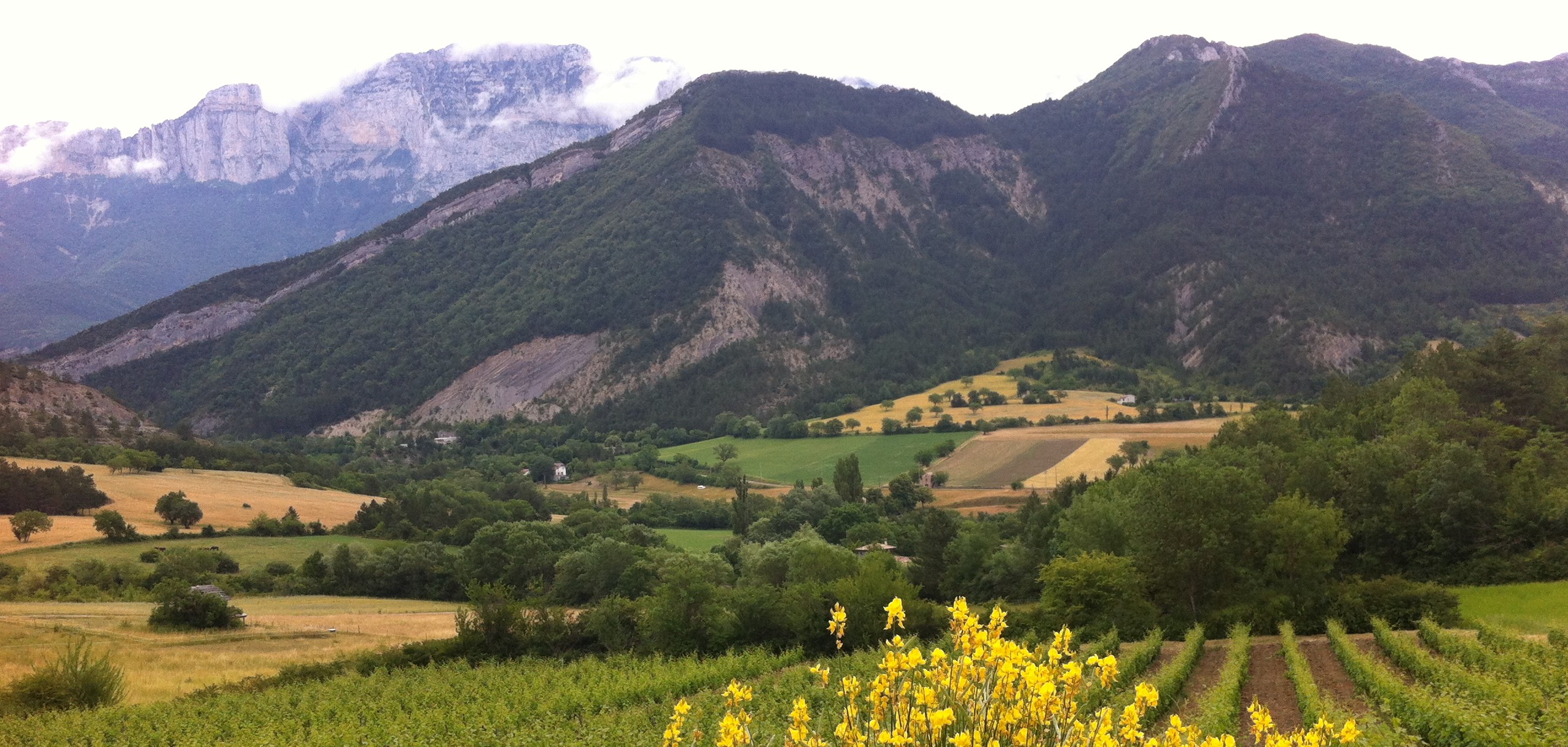 You are currently viewing A la découverte de la clairette rosé