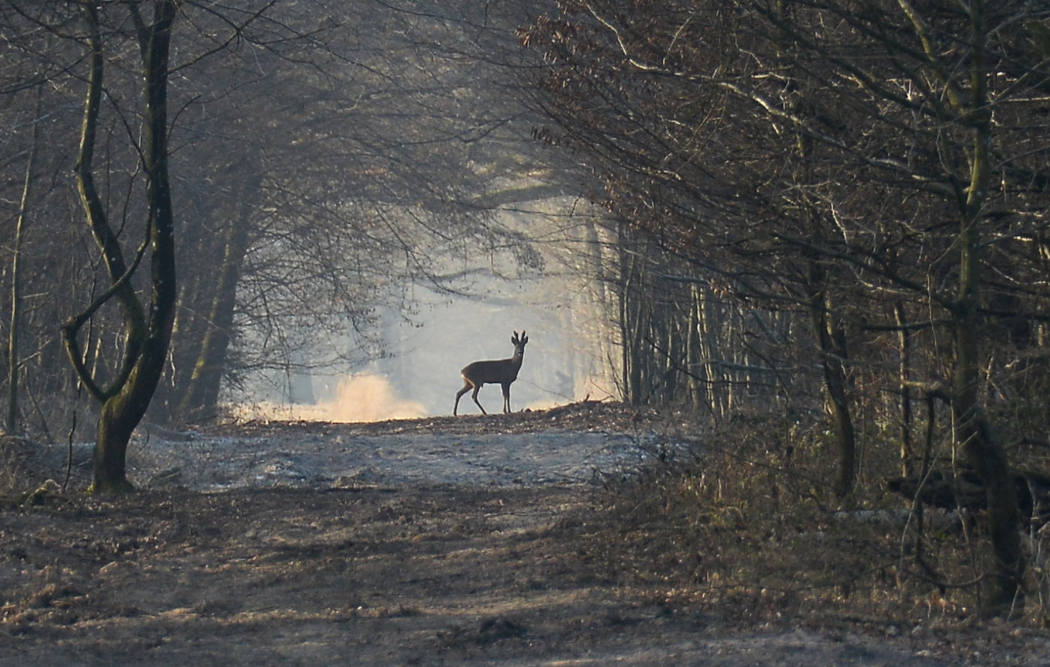 You are currently viewing Rendez-vous avec les chasseurs annulé