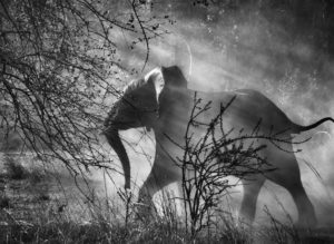 Lire la suite à propos de l’article Sebastiao Salgado, un des plus grands photographes au monde à Montélimar