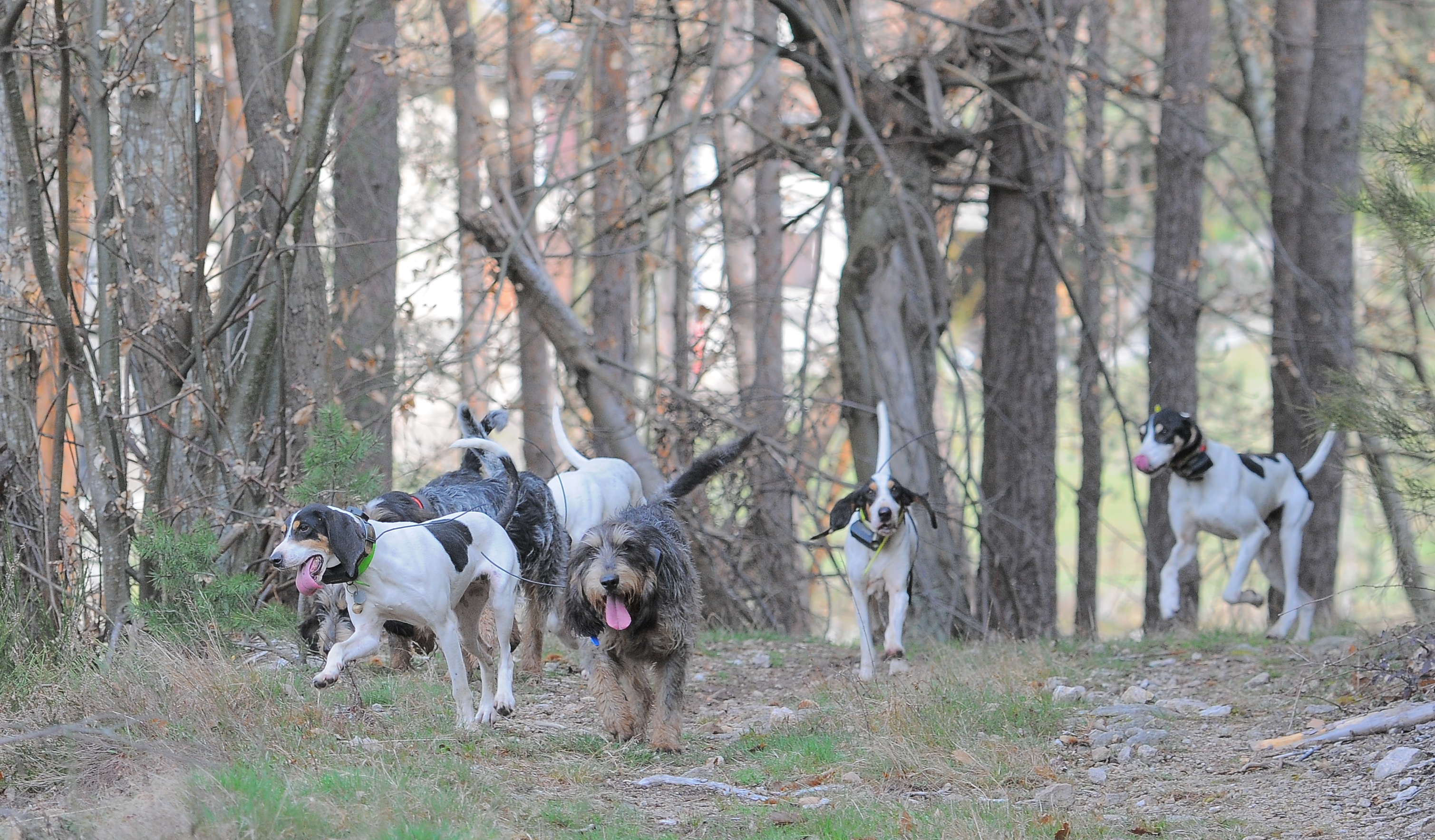 You are currently viewing Ouverture de la chasse : rencontre avec les chasseurs de la Drôme