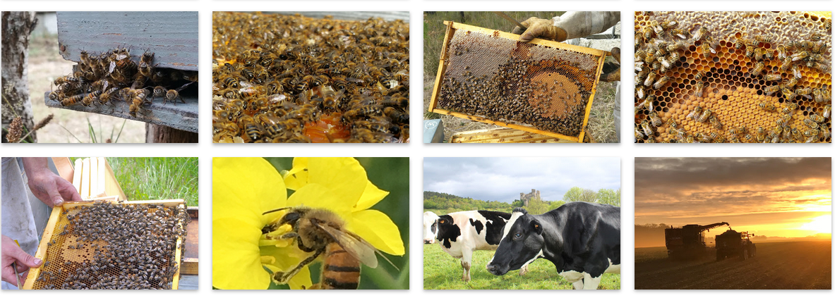 You are currently viewing Le monde agricole en images